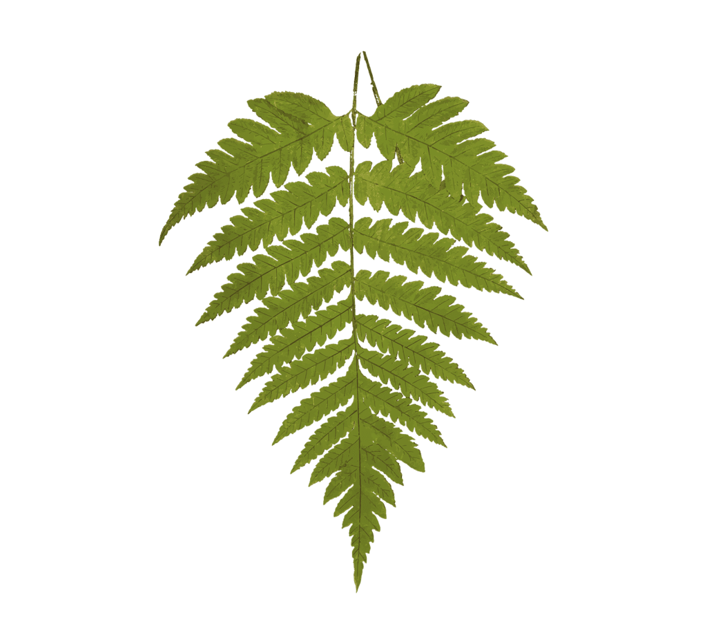 Woodland Fern